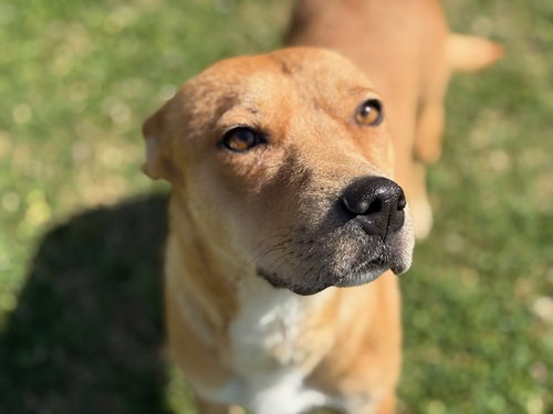 picture of the dog needing adoption