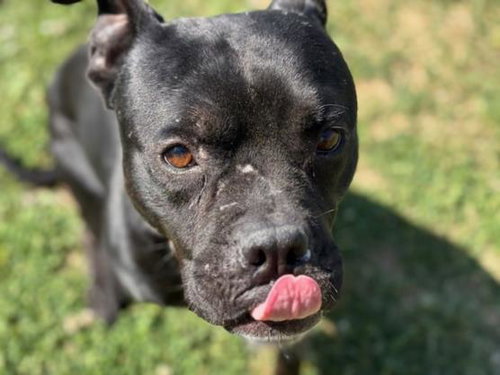 picture of the dog needing adoption