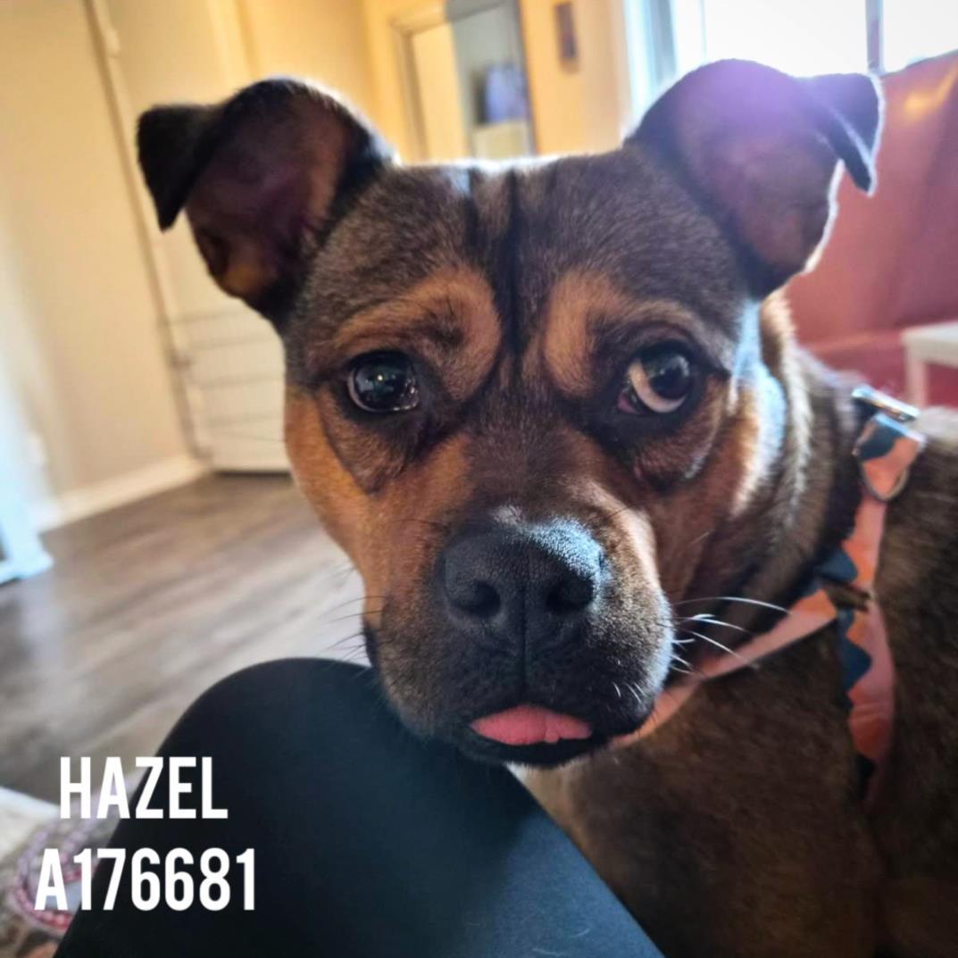 HAZEL Image