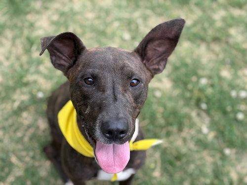 TULLY TEE, an adoptable Pit Bull Terrier in Tulsa, OK