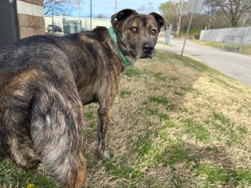 MUSHU, an adoptable Dutch Shepherd in Tulsa, OK