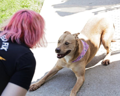 BEYBEY, an adoptable Pit Bull Terrier in Tulsa, OK