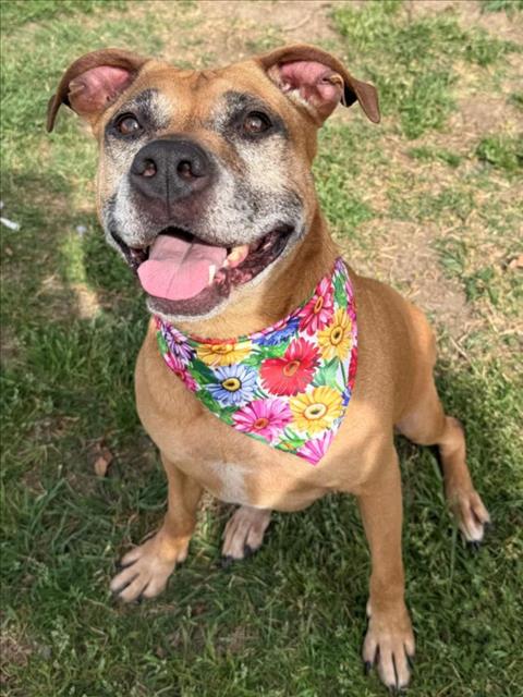 picture of the dog needing adoption
