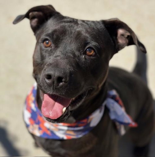 picture of the dog needing adoption