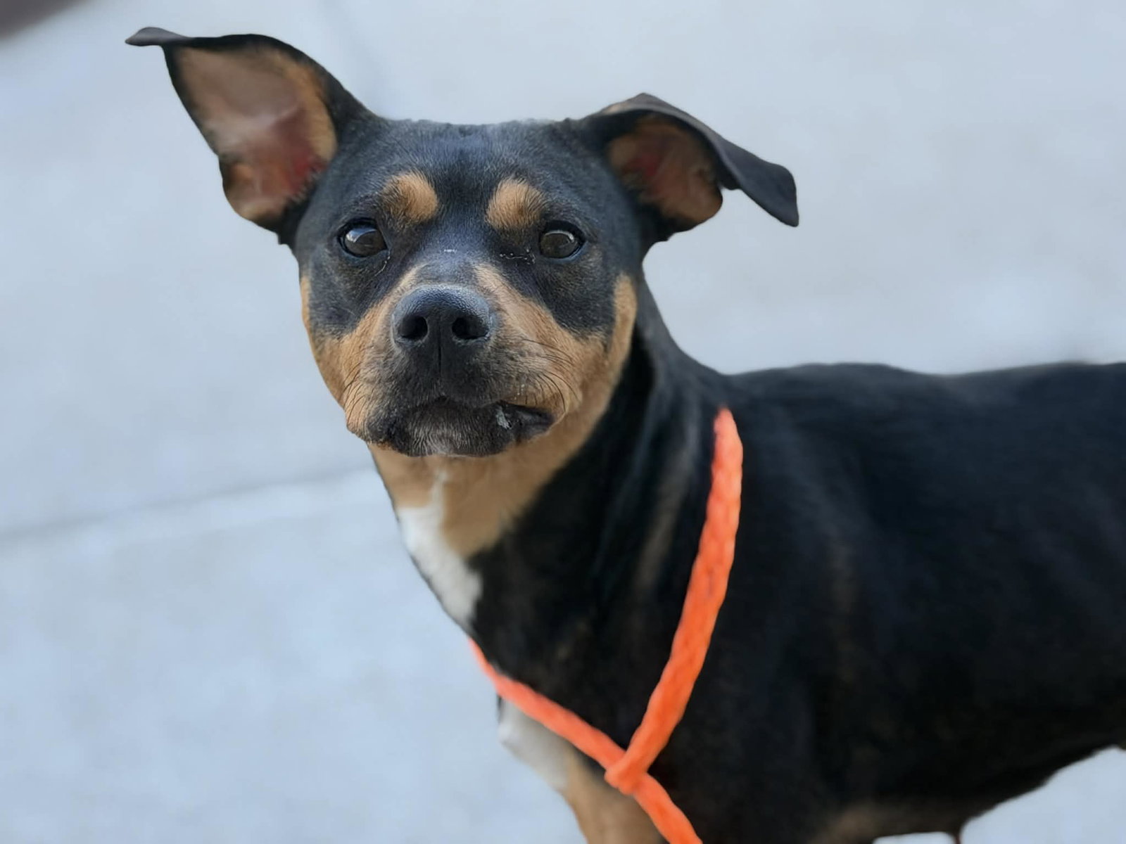 ROXIE Image