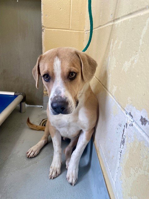picture of the dog needing adoption