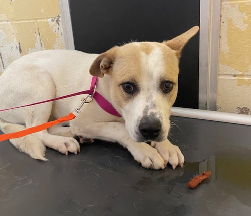 picture of the dog needing adoption