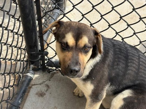 picture of the dog needing adoption