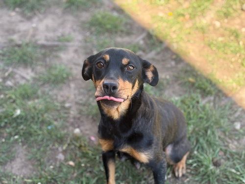 picture of the dog needing adoption