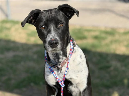 BRAXTON - Border Collie available for adoption