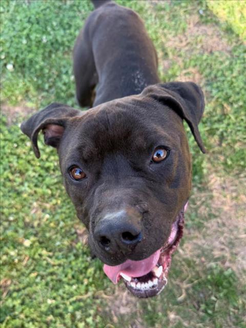 VLADIMIR, an adoptable Pit Bull Terrier in Tulsa, OK
