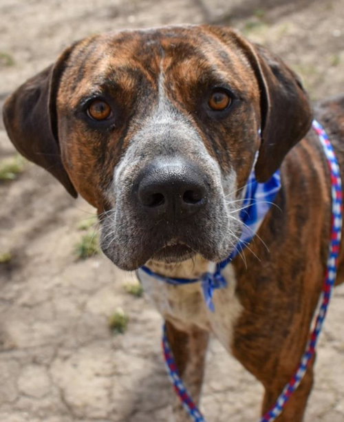 BOSCO - English Foxhound available for adoption