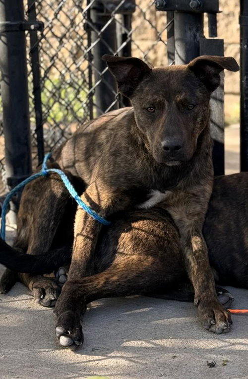 CLUNK - Pit Bull Terrier available for adoption