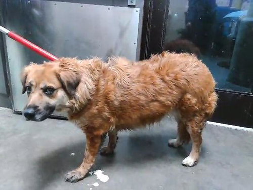 CHEYENNE - Golden Retriever available for adoption