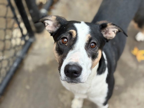 ELLIE MAE - Border Collie available for adoption