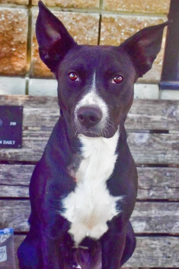 SADIE Image