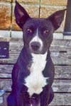 SADIE - Photo 1