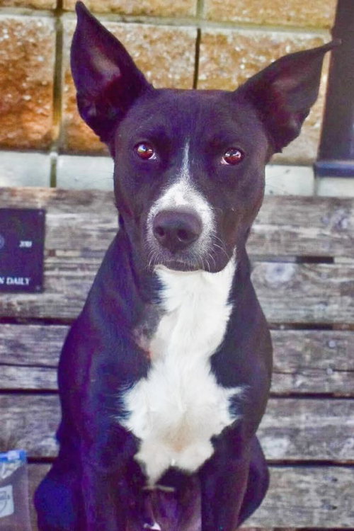SADIE - Pit Bull Terrier available for adoption