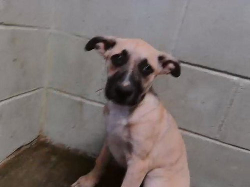 CHOPPER - German Shepherd Dog available for adoption