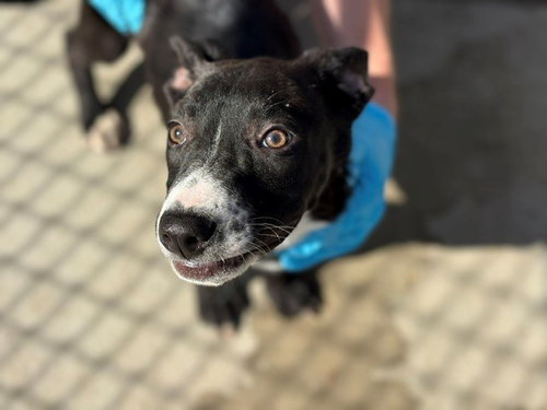 ZAPPER - German Shepherd Dog available for adoption