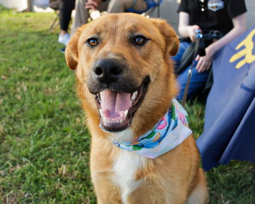 TOMMY, an adoptable German Shepherd Dog in Tulsa, OK