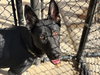 BUCK - Photo 1