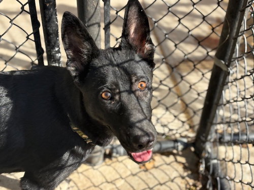 BUCK - German Shepherd Dog available for adoption