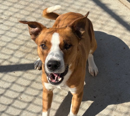 DASH, an adoptable Pit Bull Terrier in Tulsa, OK