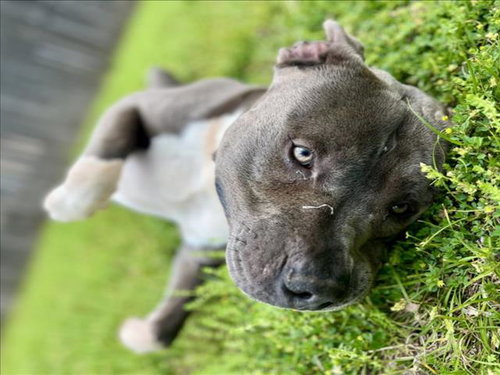DIESEL, an adoptable Pit Bull Terrier in Tulsa, OK