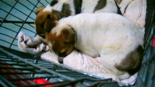 AZUL, an adoptable Queensland Heeler in Tulsa, OK