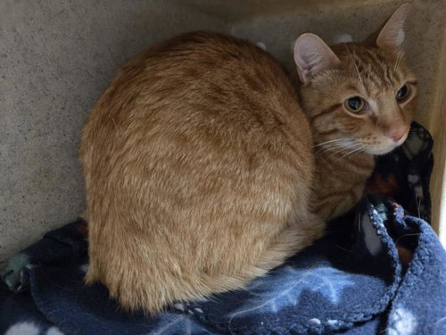 picture of the cat needing adoption