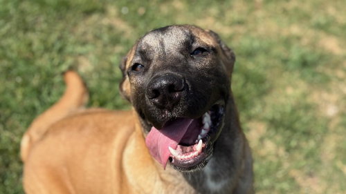 WILL FERRELL, an adoptable Anatolian Shepherd in Tulsa, OK