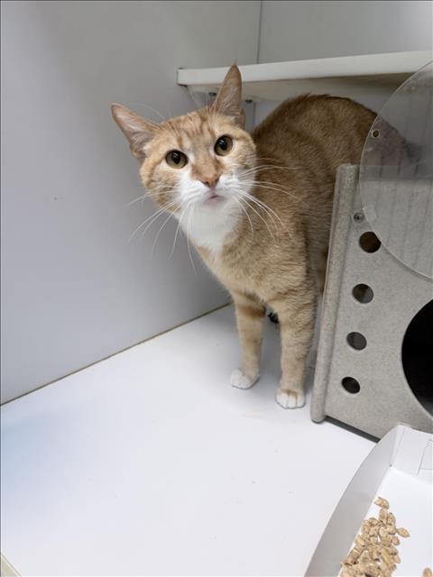 SUKIE, Adult Domestic Short Hair (short coat), cat for adoption in Muskogee, Oklahoma