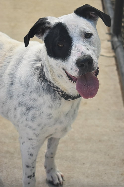 LOTTIE, an adoptable Parson Russell Terrier in Tulsa, OK