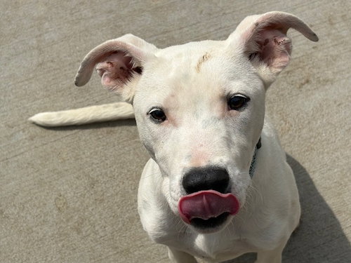 HAZELL, an adoptable Pit Bull Terrier in Tulsa, OK