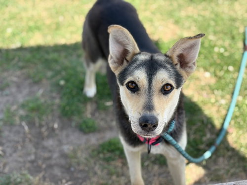 AMELIA, an adoptable German Shepherd Dog in Tulsa, OK