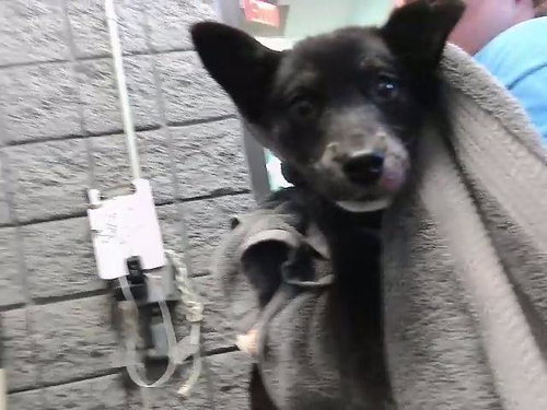 LALA, an adoptable German Shepherd Dog in Tulsa, OK