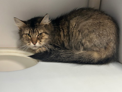 DARWINA, an adoptable Domestic Short Hair in Tulsa, OK