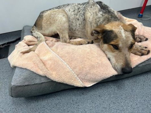 FARMBOI, an adoptable Australian Cattle Dog in Tulsa, OK