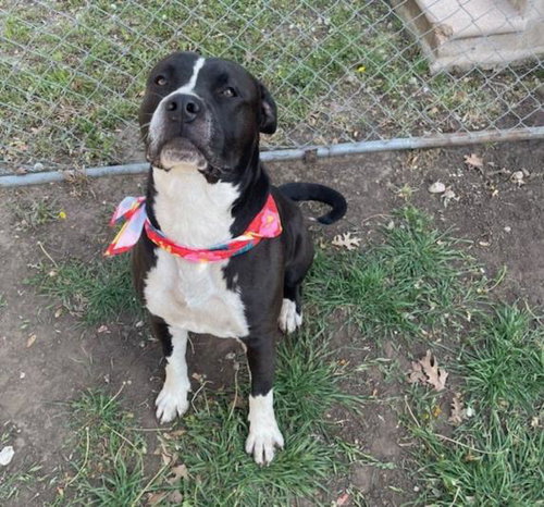 THATCH, an adoptable Pit Bull Terrier in Tulsa, OK