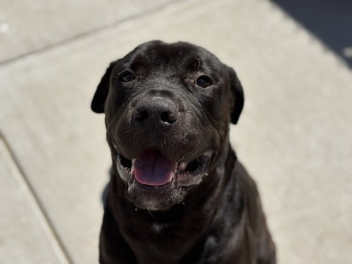 CHESSY, an adoptable Cane Corso Mastiff in Tulsa, OK