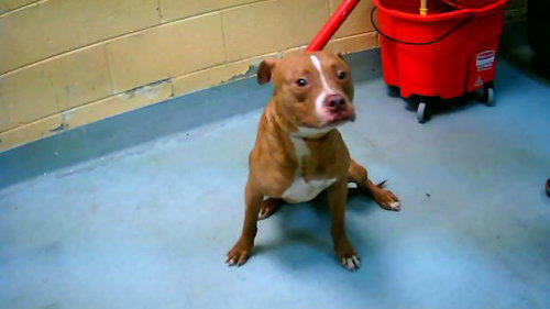 RED, an adoptable Pit Bull Terrier in Tulsa, OK