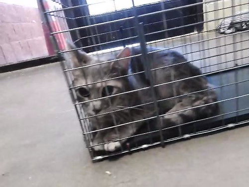 RIDDLES, an adoptable Domestic Short Hair in Tulsa, OK