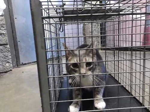 HEELS, an adoptable Domestic Short Hair in Tulsa, OK