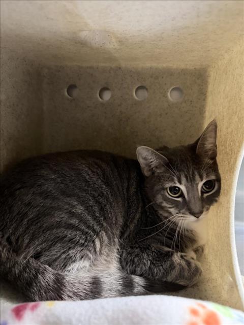 HEELS, Adult Domestic Short Hair (short coat), cat for adoption in Muskogee, Oklahoma