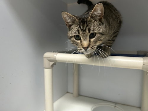 TEREE, an adoptable Domestic Short Hair in Tulsa, OK