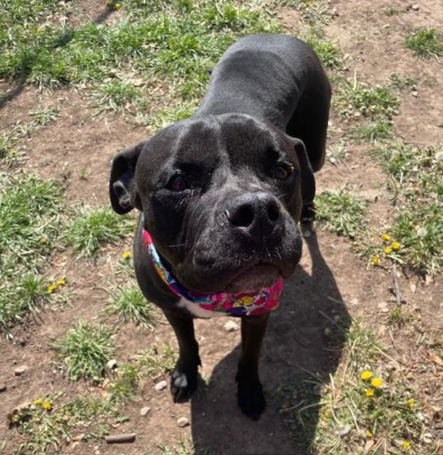 NOVA, an adoptable Pit Bull Terrier in Tulsa, OK