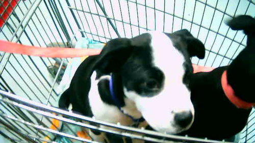 SKY, an adoptable Pit Bull Terrier in Tulsa, OK