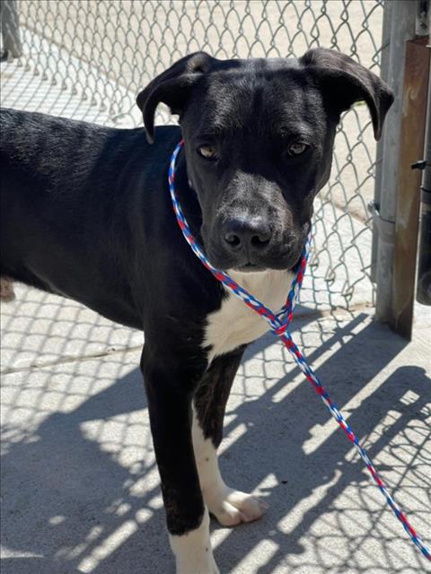 ERNIE, an adoptable Labrador Retriever in Tulsa, OK