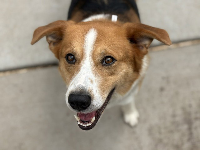 BUDDY